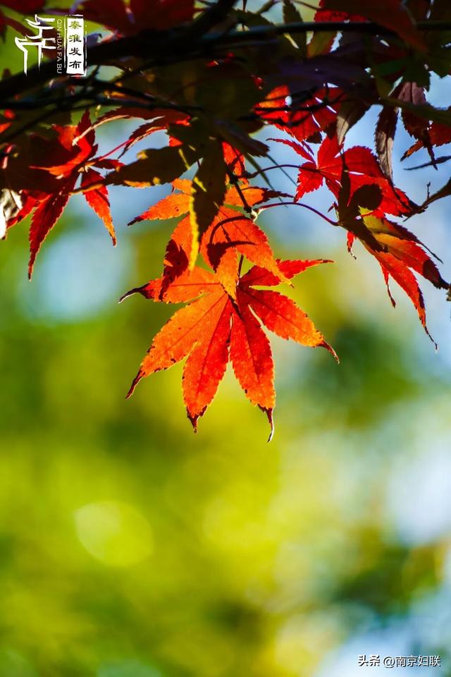 人在南京，红叶正盛，等你来～