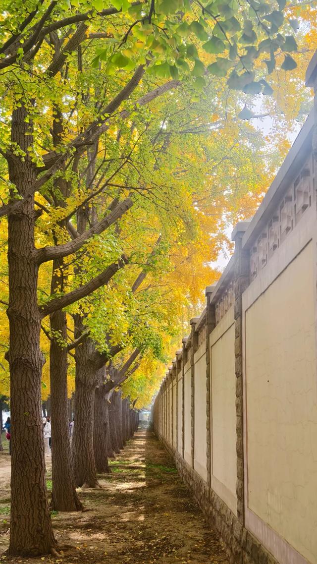 京城追“杏”指南，解锁最美秋意