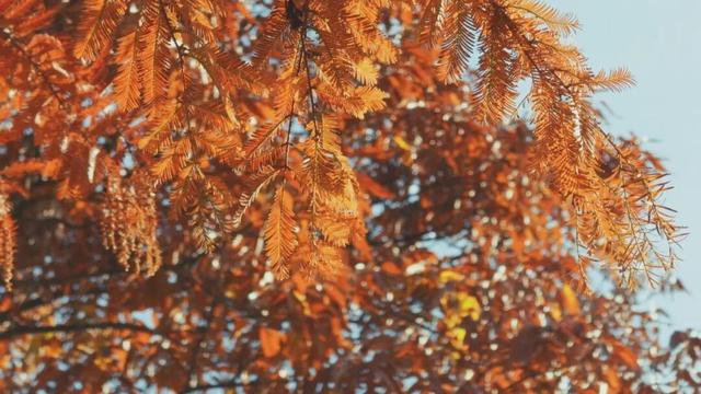 平度这里迎来最佳观赏期