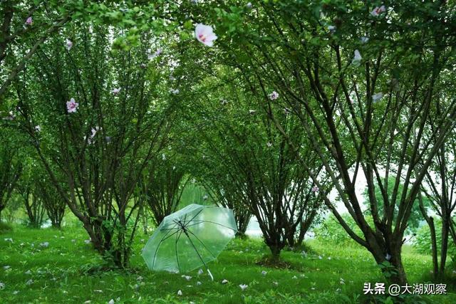 乘地铁，邂逅合肥最美秋色！