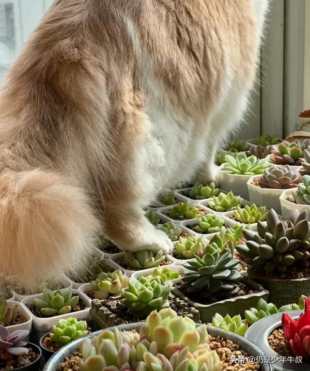 妹子因为猫破坏多肉决定弃养了，网友刚想开骂，看完后笑出了声哈