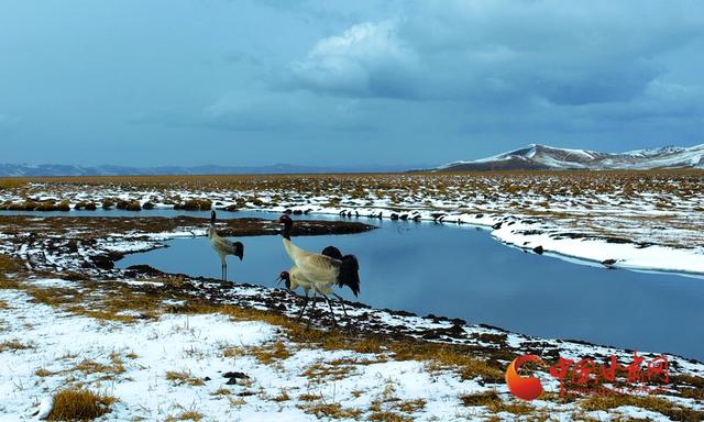 陇拍客丨玛曲：冬日湿地白鹭翩跹生态美