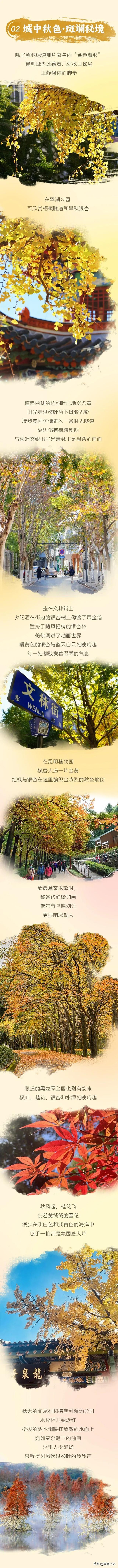 昆明之秋：一半是春，一半是金