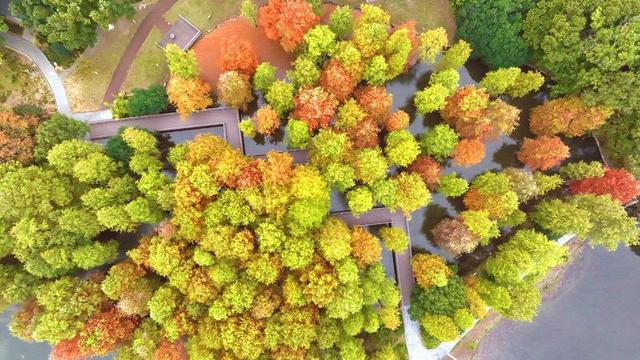 翠竹公园落羽杉林上演“色彩童话”