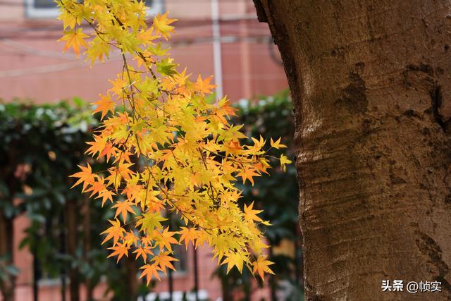 层林尽染，上海红叶特色公园闵行红园枫叶色彩斑斓进入最佳观赏季