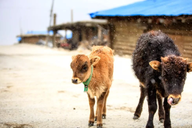 西藏必打卡的冰川秘境！漂浮冰山的湖泊，美到窒息