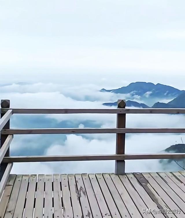 四川又一高山杜鹃惊艳了，刚好进盛花期，云海中的花园，非常唯美