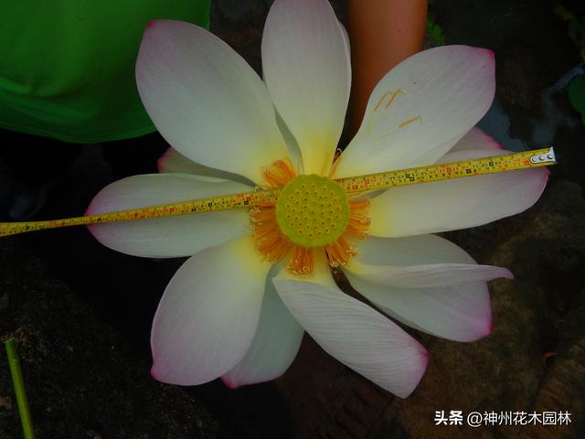 花径47厘米！广州莲花山惊险现巨型荷花