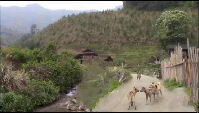 山居这些年,探访过无数苗族村寨,除了羡慕还是羡慕