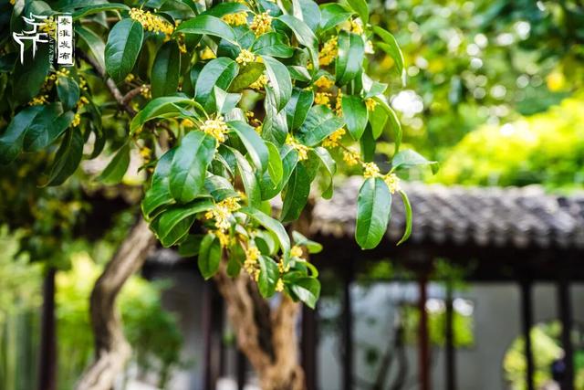 花样秦淮｜秋桂