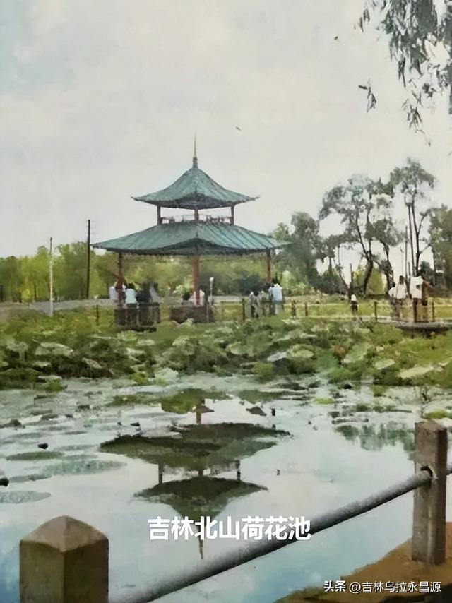 赏吉林北山荷花绽放时，已然不见湖心亭