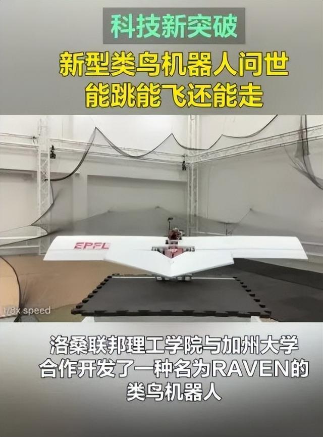 山东济宁机器鸟火了！翼展80厘米抗7级风，能巡田驱鸟还闯火场