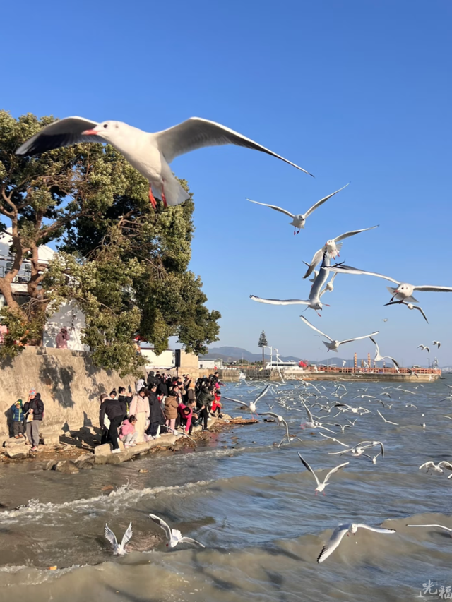 真的很美！2025苏州太湖观鸟超详细攻略来啦！