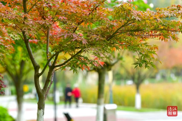 初冬时节，层林尽染，心随景动
