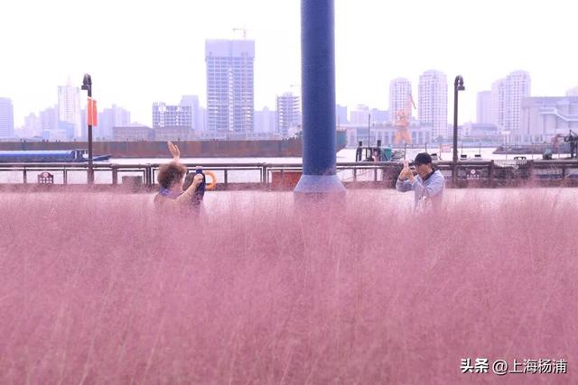 杨浦“最美秋景”上线！超多人抢着来打卡!