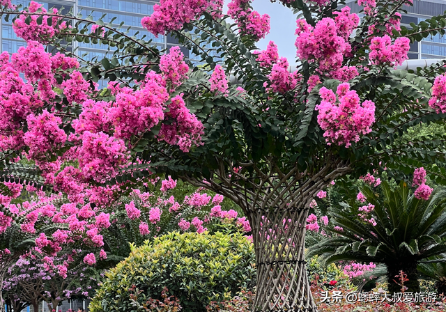 太神奇了，杭州第六届紫薇花展拉开帷幕，唯美秋色画卷，国庆来袭