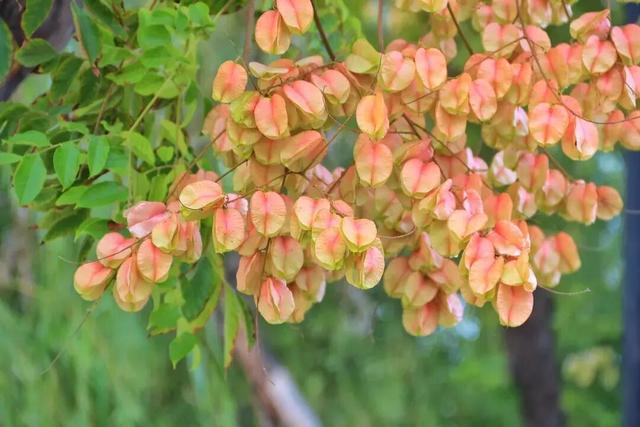 “枫”景正好！开封最美秋色已上线！