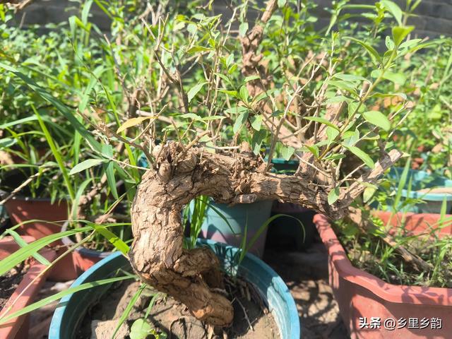 春植的盆景老桩如果还没有成活,你可以这样处理,还会有希望