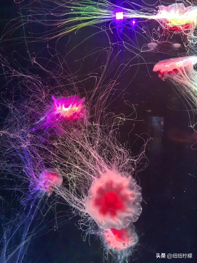 周末，带孩子到商场里的海洋世界玩一玩