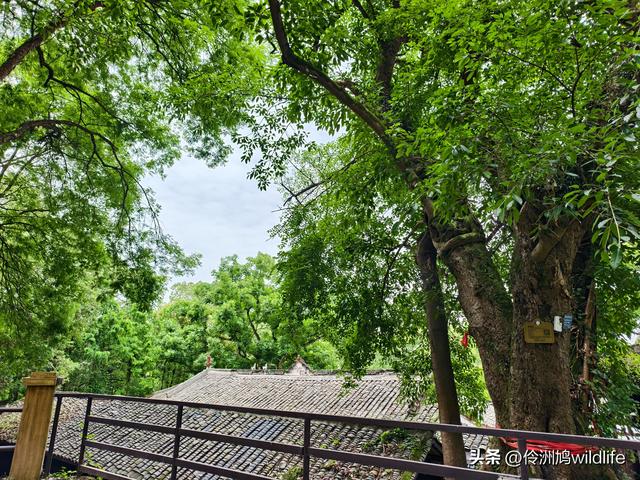 成都徒步（64）·新津篇③观音寺