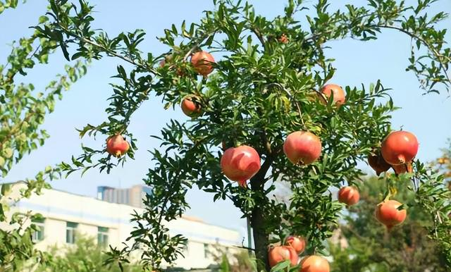 俗语“五树进宅，人穷家败”，分别指的哪五树？有道理吗