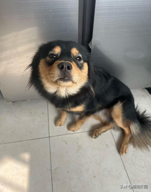 小黑突然离世，重庆偶遇神似玩偶，我带着它仿佛你还在身边