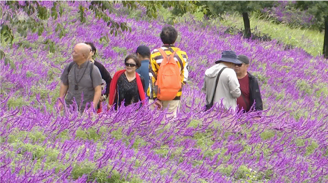 阳宗海云端花海绽放，满眼紫色好浪漫