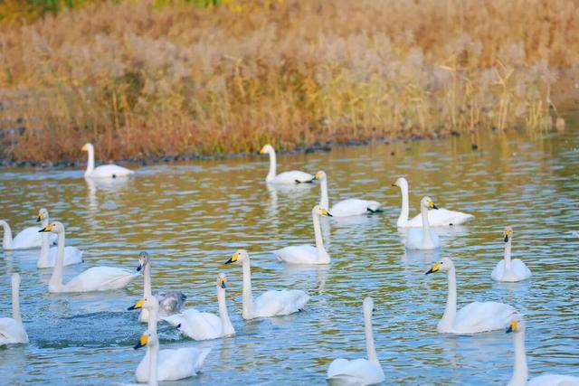 一湖初冬色，半城清欢美——三门峡苍龙湖的冬日盛景
