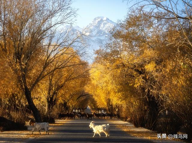 南疆寻秋--富士GFX100 II刻画南疆的雪山、沙漠与胡杨