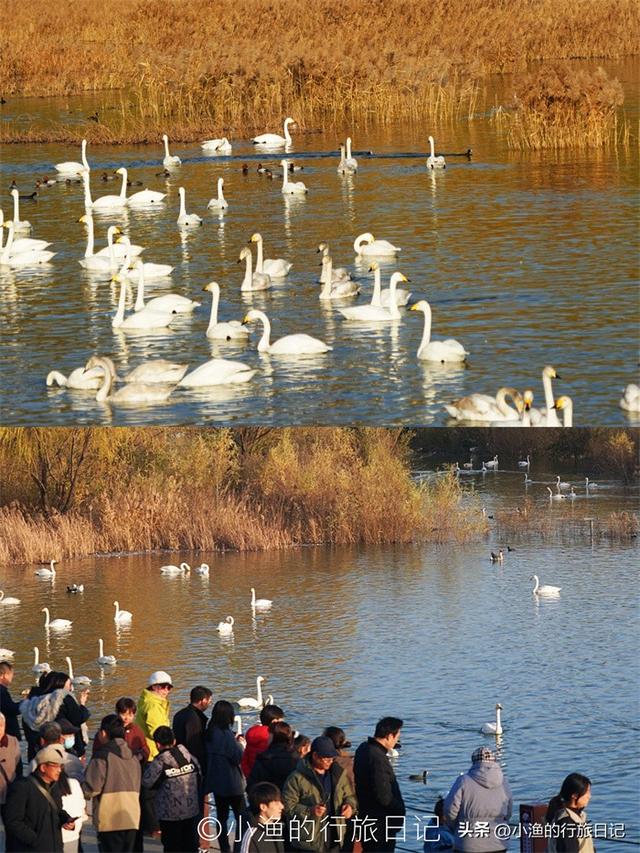 天鹅、落日、古城与“海”！西安周边3H，这条冬日线路美到封神