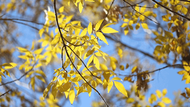 快去拍！秋天把庆云点缀成诗了！
