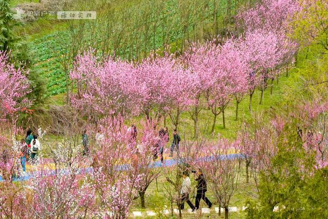 开啦!西安周边两处赏梅秘境,花开满屏VS品种多多,快去赏花走!