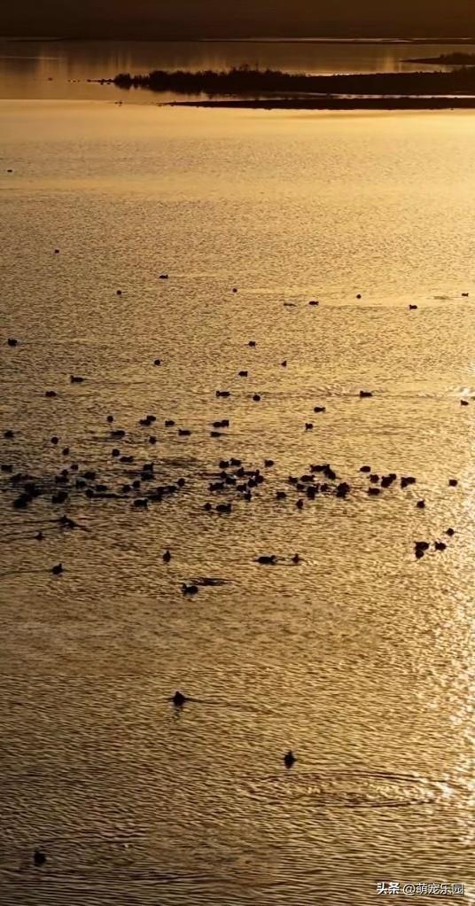洛浦县水域现奇观，金色阳光如丝绸	，绿头鸭嬉戏悠然自得