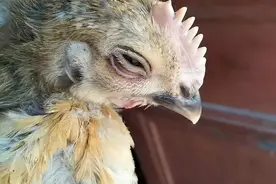 鸡有鼻涕什么原因？鸡感冒流鼻涕咳嗽吃什么药好？图片