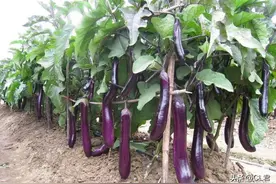 茄子想高产，种植有方法：千万别跟这3类蔬菜种一起，菜农别不信图片