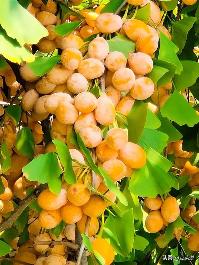 日本人靠它发财，美国人用它打仗，中国人却把它当毒药扔进垃圾桶