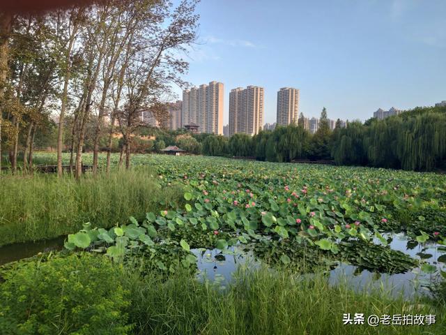 郑州市西流湖公园时下正是赏荷花观芦花的绝佳时候