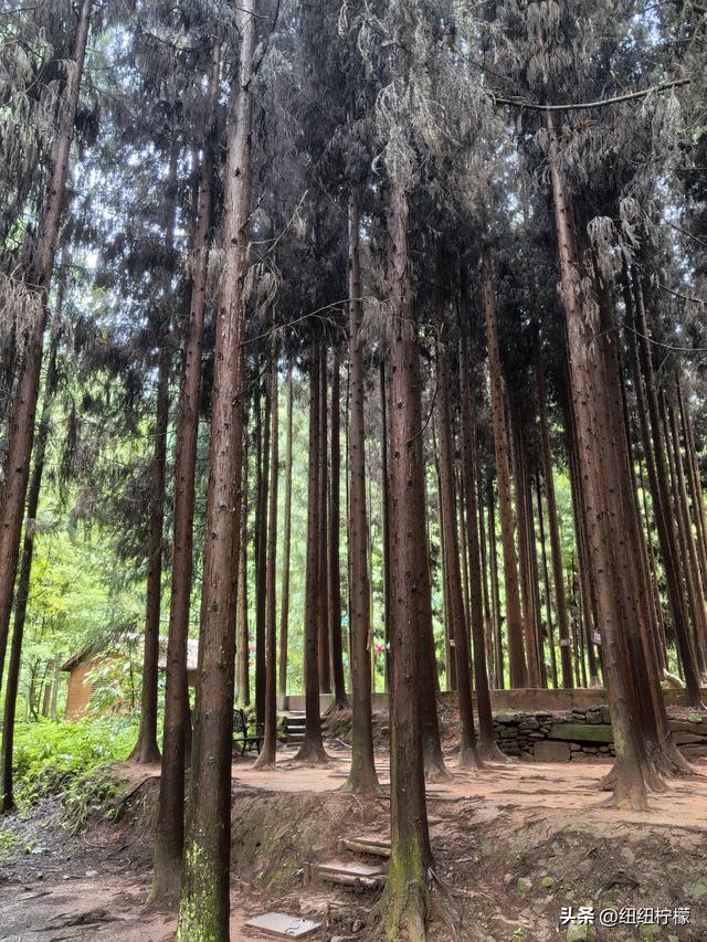 在江津四面山景区看了瀑布爬了梯，又坐了超级滑道听了潺潺流水声