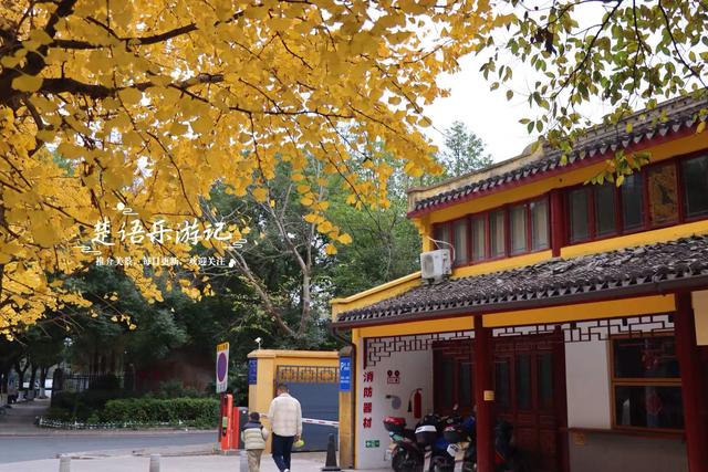 浙江宁波这座千年古寺不鸣则已，一鸣就美哭了，银杏林拍照太出片