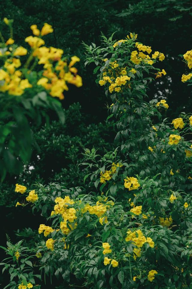 深圳秋色上线！这个公园，藏不住了......