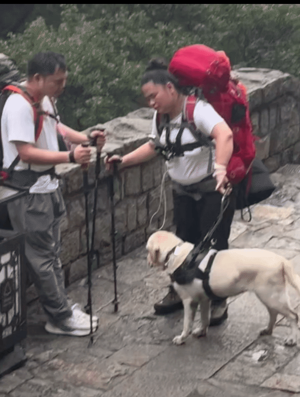 带导盲犬爬泰山夫妻“社会性死亡”！身份目的被扒，结局大快人心
