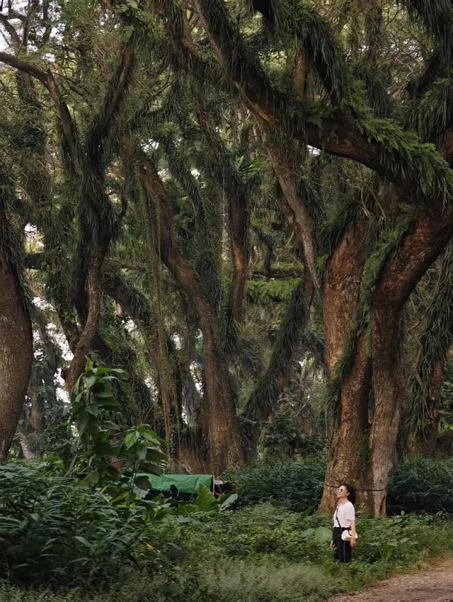 拒绝走马观花，这趟印尼值哭！10天9晚火山、佛塔、雨林、沙滩