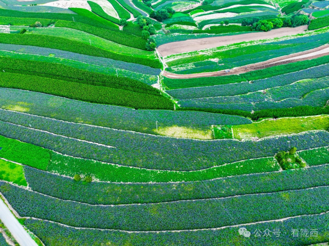 【图观陇西·新视角】药乡之约——邂逅浪漫黄芩花海