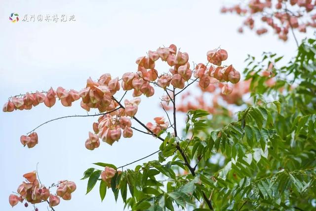 厦门秋季花海上新！红火焰、粉花海、黄金雨、橙灯笼……邂逅9月浪漫~