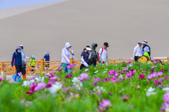 夏日限定！敦煌沙漠花海进入最佳观赏期，错过再等一年！