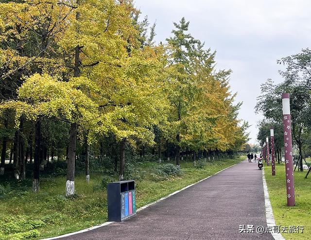 成都市区最大银杏林，金黄如海超壮观，不要门票，地铁公交直达！