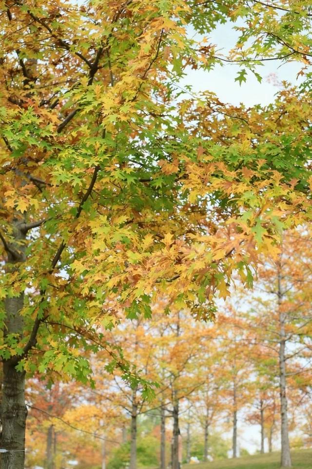 全部免费！成都6个赏红枫好去处推荐，美到犯规！