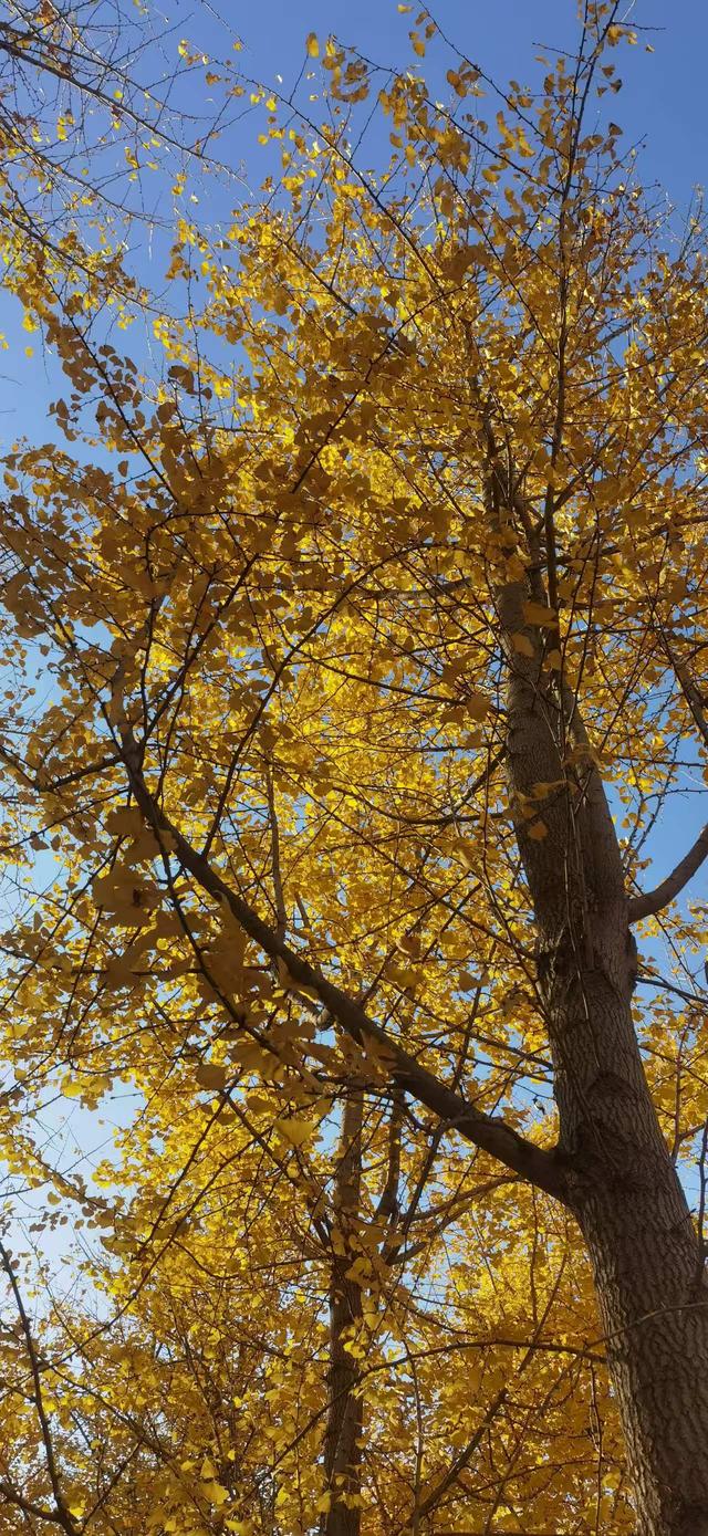 乙巳孟冬鹿泉银杏林及龙泉湖湿地公园（两首）