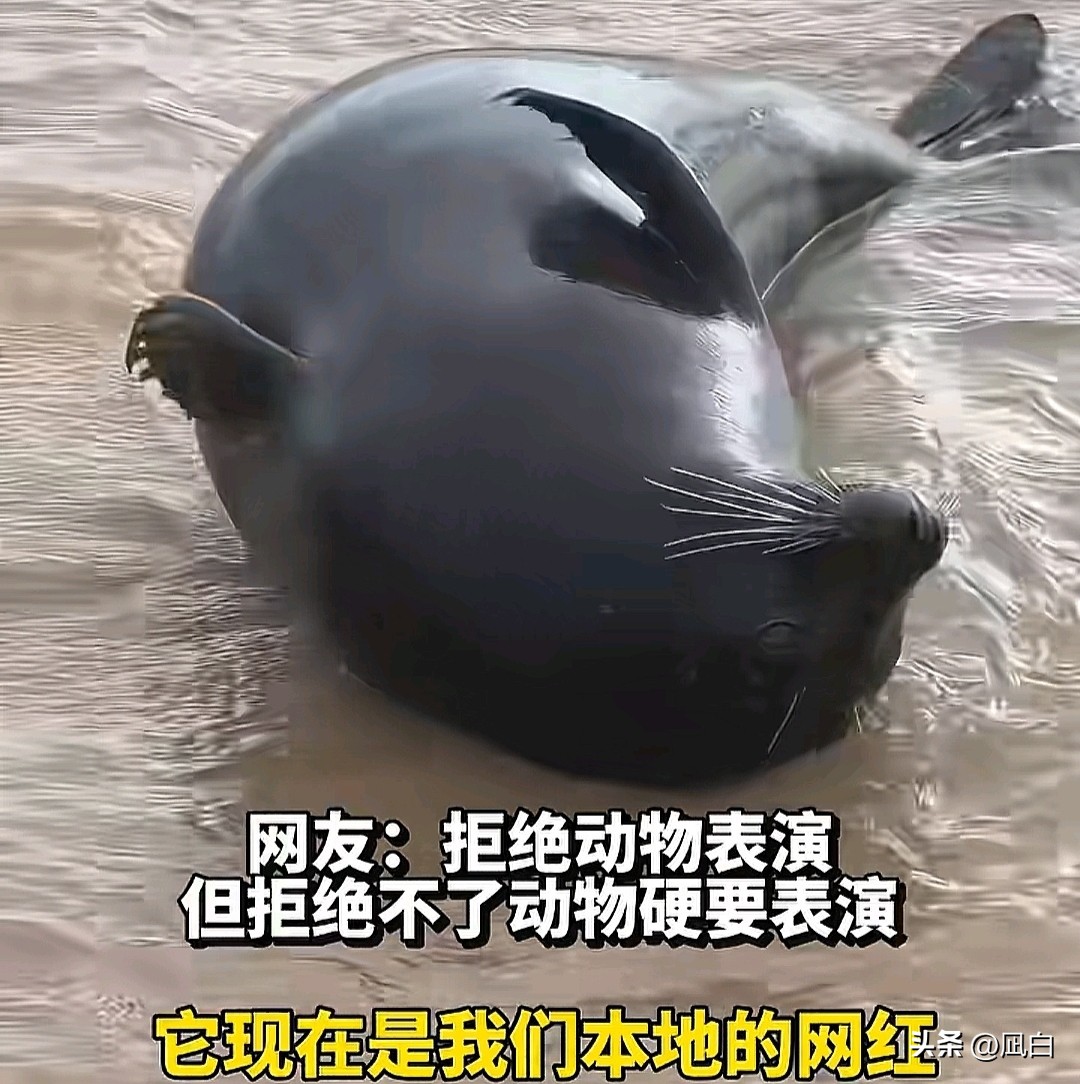 台风送来的海豹“阿侬”成海南团宠(在去年,因为台风“摩羯”的原因,把一只野生海豹“阿侬”吹到了海南文昌。) 台风送来的海豹“阿侬”成海南团宠(在去年,因为台风“摩羯”的原因,把一只野生海豹“阿侬”吹到了海南文昌。)
