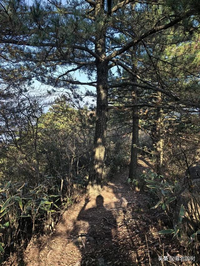 衢州老鹰石游步道，竹林里的徒步登山道